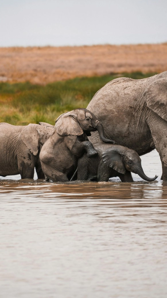 Elefante Feliz
